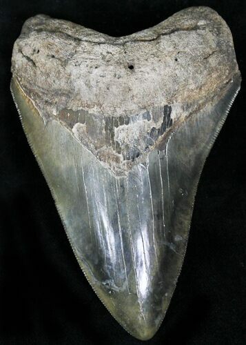 Sharply Serrated Fossil Megalodon Tooth #22579